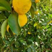 ヒメ日記 2024/12/21 12:35 投稿 まき 尼妻（あまづま）