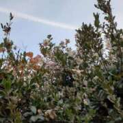 ヒメ日記 2024/12/24 00:00 投稿 まき 尼妻（あまづま）