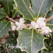 ヒメ日記 2025/01/01 15:52 投稿 まき 尼妻（あまづま）