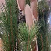 ヒメ日記 2025/01/14 16:28 投稿 まき 尼妻（あまづま）