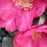 ヒメ日記 2025/01/30 09:34 投稿 まき 尼妻（あまづま）