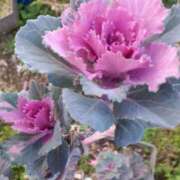 ヒメ日記 2025/02/06 08:23 投稿 まき 尼妻（あまづま）