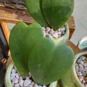 ヒメ日記 2025/02/15 23:15 投稿 まき 尼妻（あまづま）