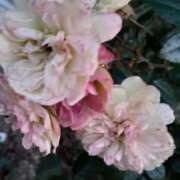 ヒメ日記 2025/02/20 10:47 投稿 まき 尼妻（あまづま）