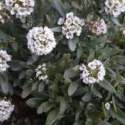 ヒメ日記 2025/02/27 09:47 投稿 まき 尼妻（あまづま）