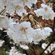 ヒメ日記 2025/03/16 15:46 投稿 まき 尼妻（あまづま）