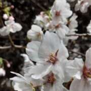 ヒメ日記 2025/04/11 21:13 投稿 まき 尼妻（あまづま）