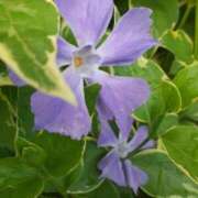 ヒメ日記 2025/04/15 09:24 投稿 まき 尼妻（あまづま）