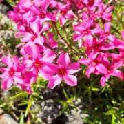 ヒメ日記 2025/04/17 09:34 投稿 まき 尼妻（あまづま）