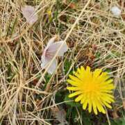 ヒメ日記 2025/04/18 09:28 投稿 まき 尼妻（あまづま）