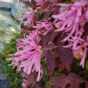 ヒメ日記 2025/04/18 10:50 投稿 まき 尼妻（あまづま）