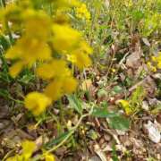 ヒメ日記 2025/04/28 09:31 投稿 まき 尼妻（あまづま）