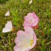 ヒメ日記 2025/05/04 15:49 投稿 まき 尼妻（あまづま）