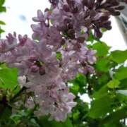 ヒメ日記 2025/05/08 09:59 投稿 まき 尼妻（あまづま）