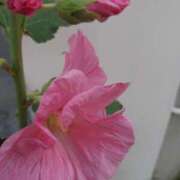 ヒメ日記 2025/05/15 09:47 投稿 まき 尼妻（あまづま）