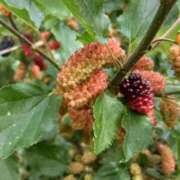 ヒメ日記 2025/05/31 13:02 投稿 まき 尼妻（あまづま）