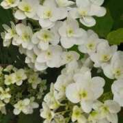 ヒメ日記 2025/06/02 23:59 投稿 まき 尼妻（あまづま）