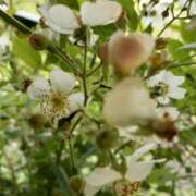 ヒメ日記 2025/06/05 06:01 投稿 まき 尼妻（あまづま）