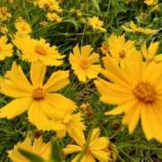 ヒメ日記 2025/06/05 09:16 投稿 まき 尼妻（あまづま）