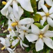 ヒメ日記 2025/06/12 08:06 投稿 まき 尼妻（あまづま）