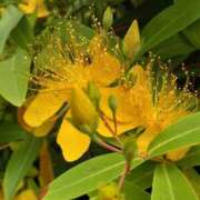 ヒメ日記 2025/06/17 09:55 投稿 まき 尼妻（あまづま）