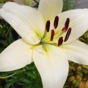 ヒメ日記 2025/07/01 13:52 投稿 まき 尼妻（あまづま）