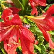 ヒメ日記 2025/07/08 09:31 投稿 まき 尼妻（あまづま）