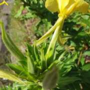 ヒメ日記 2025/07/18 10:45 投稿 まき 尼妻（あまづま）