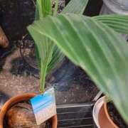 ヒメ日記 2025/07/22 19:33 投稿 まき 尼妻（あまづま）