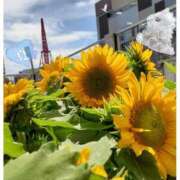 ヒメ日記 2025/08/01 06:36 投稿 まき 尼妻（あまづま）