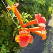 ヒメ日記 2025/08/01 09:30 投稿 まき 尼妻（あまづま）