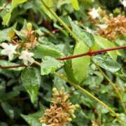 ヒメ日記 2025/08/07 10:42 投稿 まき 尼妻（あまづま）