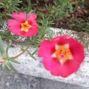 ヒメ日記 2025/08/08 09:48 投稿 まき 尼妻（あまづま）