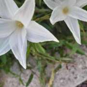 ヒメ日記 2025/08/12 09:52 投稿 まき 尼妻（あまづま）