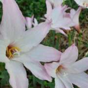 ヒメ日記 2025/08/15 11:04 投稿 まき 尼妻（あまづま）