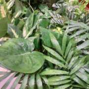 ヒメ日記 2025/09/11 07:11 投稿 まき 尼妻（あまづま）