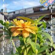 ヒメ日記 2025/09/12 10:18 投稿 まき 尼妻（あまづま）