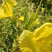 ヒメ日記 2025/09/12 11:05 投稿 まき 尼妻（あまづま）