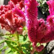 ヒメ日記 2025/09/19 09:50 投稿 まき 尼妻（あまづま）