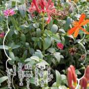 ヒメ日記 2025/09/20 12:47 投稿 まき 尼妻（あまづま）