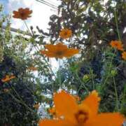 ヒメ日記 2025/09/26 03:40 投稿 まき 尼妻（あまづま）