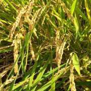 ヒメ日記 2025/10/02 10:09 投稿 まき 尼妻（あまづま）