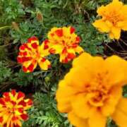 ヒメ日記 2025/10/09 09:31 投稿 まき 尼妻（あまづま）