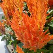 ヒメ日記 2025/10/17 10:47 投稿 まき 尼妻（あまづま）