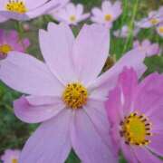 ヒメ日記 2025/10/30 10:14 投稿 まき 尼妻（あまづま）