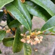 ヒメ日記 2025/10/31 10:57 投稿 まき 尼妻（あまづま）