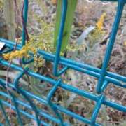 ヒメ日記 2025/11/03 10:44 投稿 まき 尼妻（あまづま）