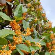 ヒメ日記 2025/11/06 09:34 投稿 まき 尼妻（あまづま）