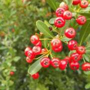 ヒメ日記 2025/11/07 10:59 投稿 まき 尼妻（あまづま）