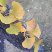 ヒメ日記 2025/11/20 09:26 投稿 まき 尼妻（あまづま）